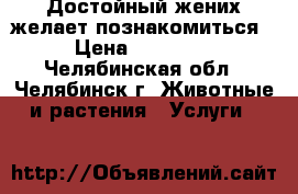  Достойный жених желает познакомиться › Цена ­ 10 000 - Челябинская обл., Челябинск г. Животные и растения » Услуги   